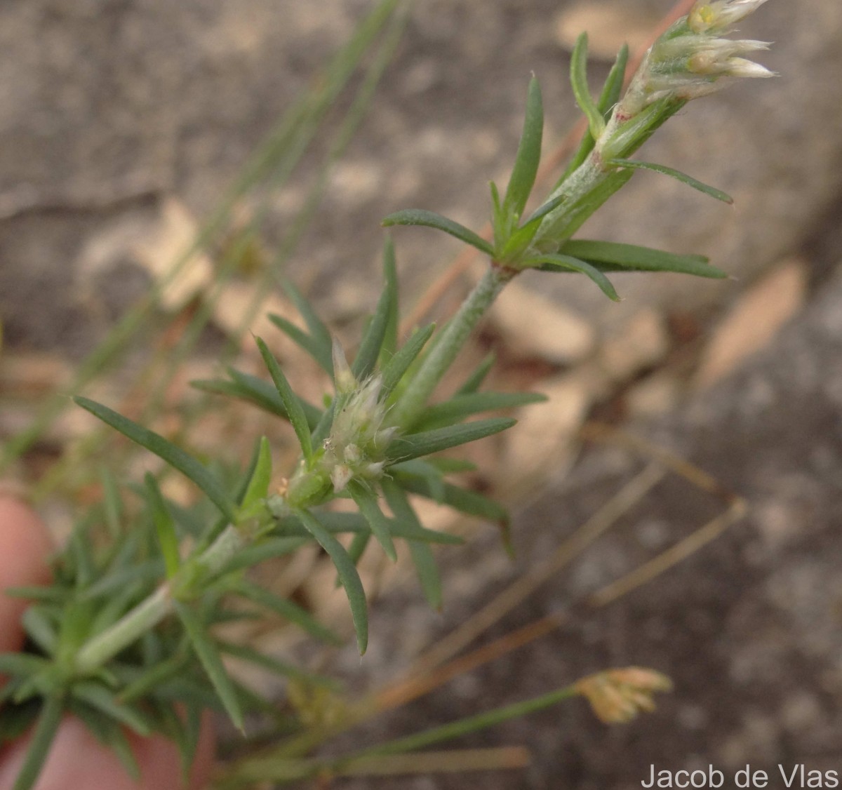 Polycarpaea corymbosa (L.) Lam.